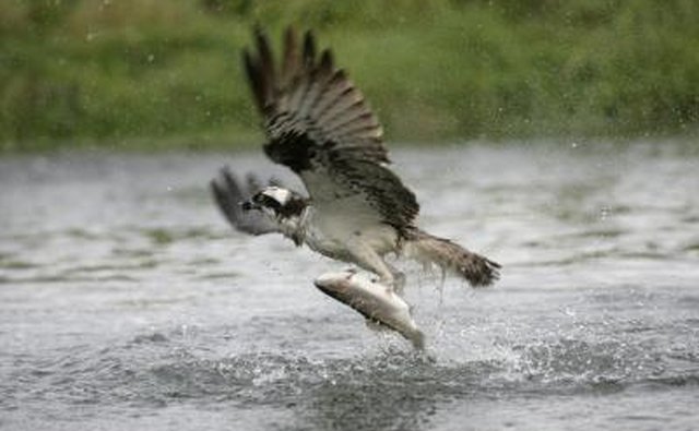 An osprey catches a fish with its talons.