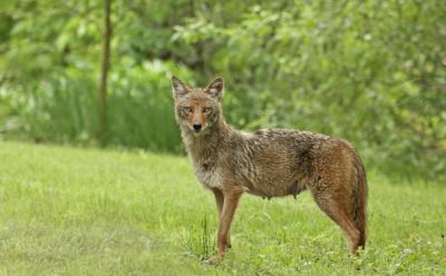 Coyote in grass area