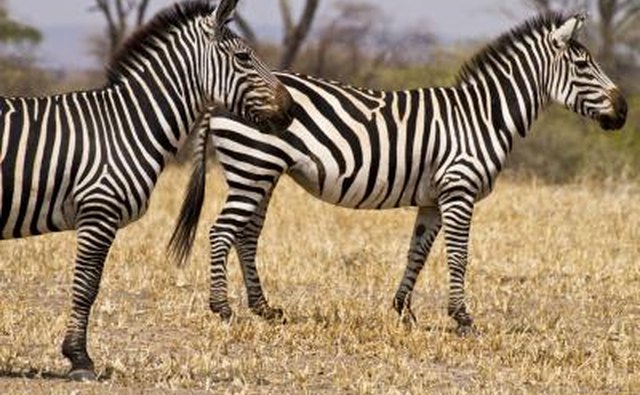 Zebras have horse-like bodies.