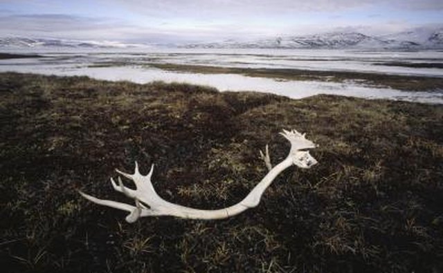 deer antlers in field