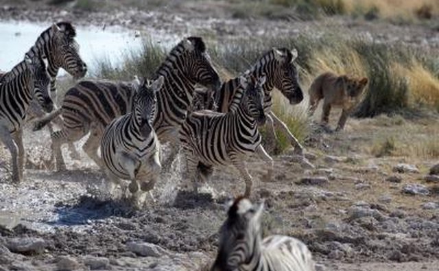 Lions ae a constant threat.