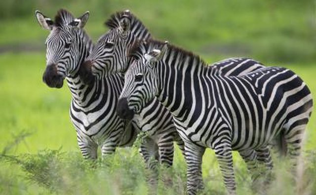 A zebra's size effects its speed.