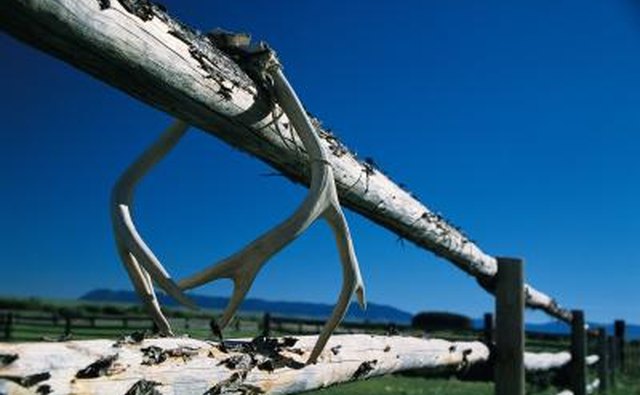deer antlers drying on fence