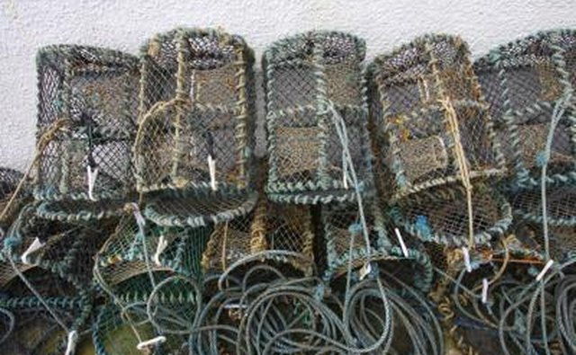 Fish traps are designed so that once fish swim in, they cannot swim out.