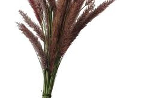 Many reeds can be safely consumed.