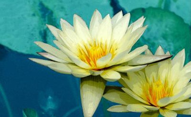 The white lotus Lelumbo lutea is completely edible.