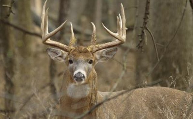Stab the deer in a vital area.