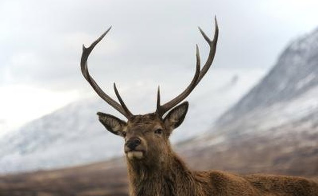 Draw the deer towards you.