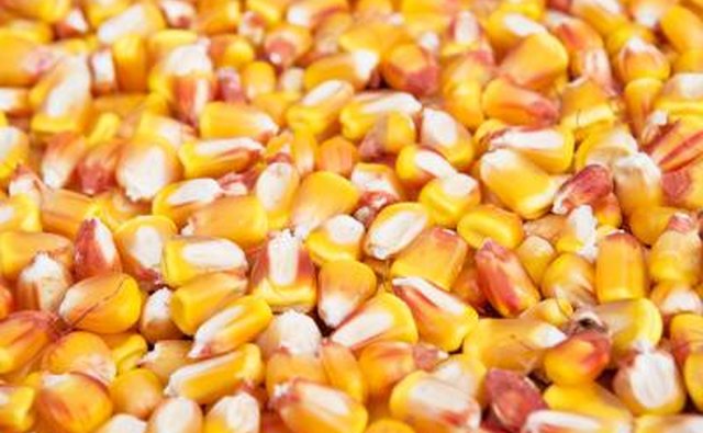 Corn kernels are good when trying to catch trout.