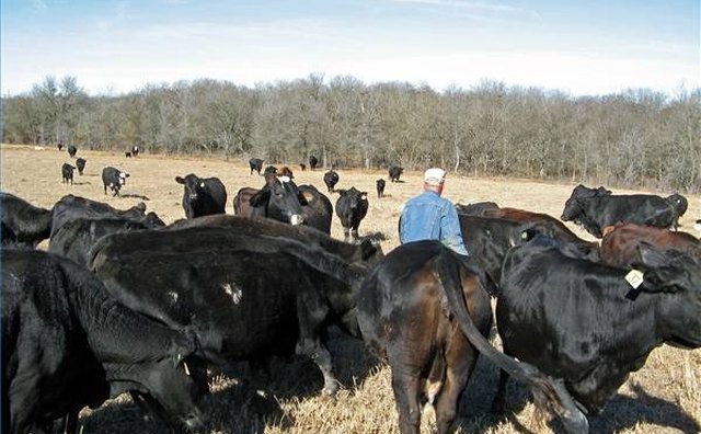 Feeding the Herd
