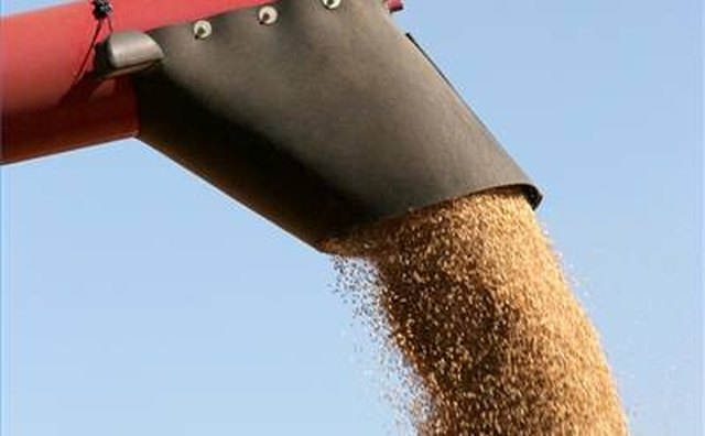 Harvesting Wheat