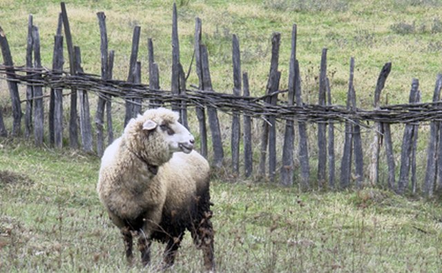 Sheep industry in Colonial America