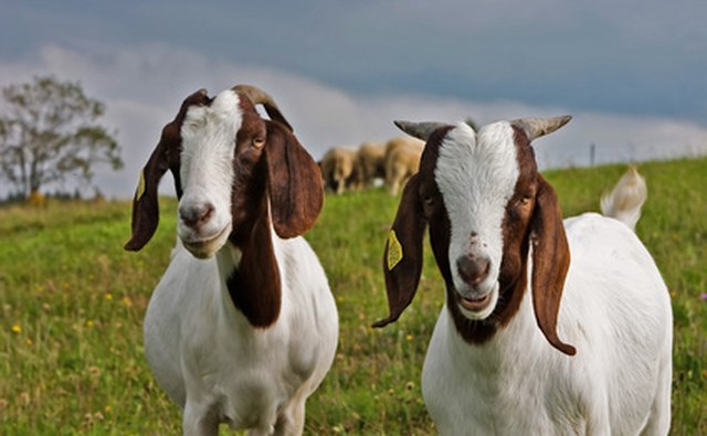 Goat Farming Grants Bizfluent