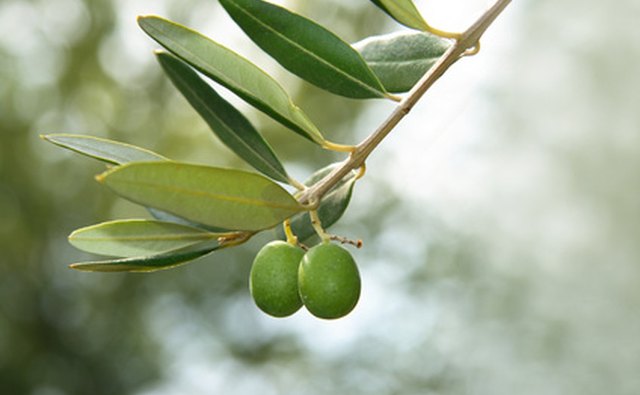 The ISO provides method of oil extraction standards.