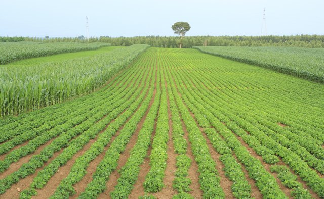 Field