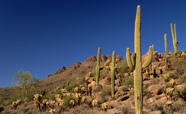 Tucson Mountain State Park