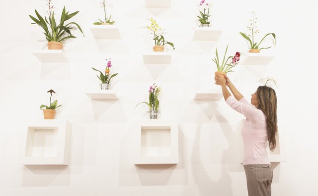 Businesswoman putting potted flowers on their shelf