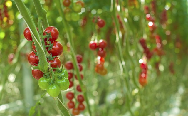 ripe tomatoes in a greenhouse