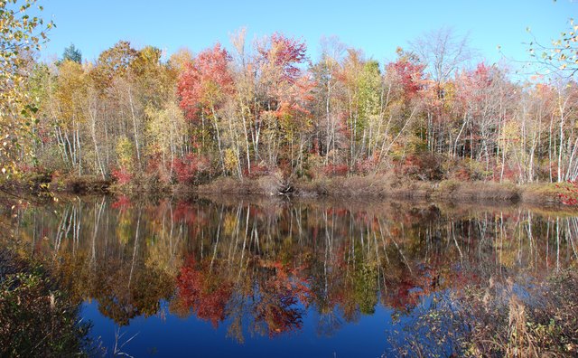 Autumn Pond
