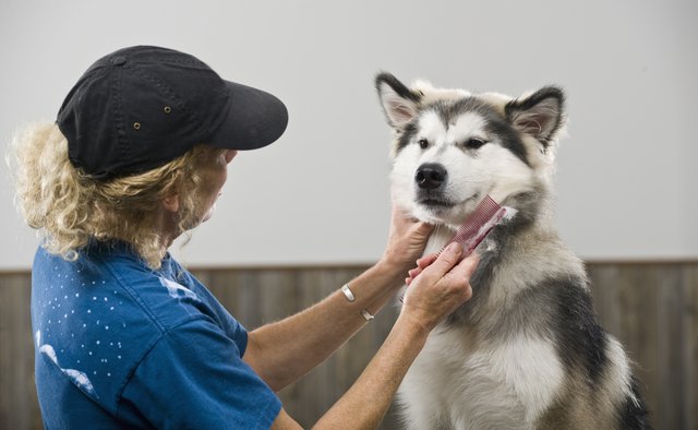 Average Salary of a Pet Groomer | Bizfluent