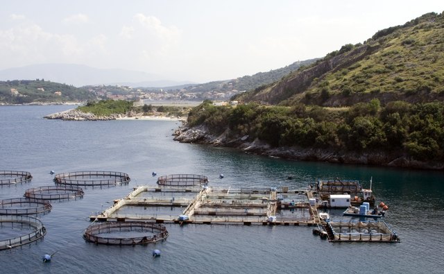 Advantages And Disadvantages Of Fish Farming