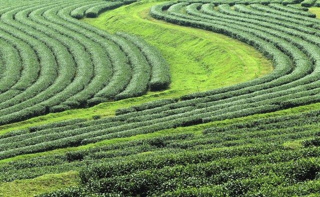 Green tea