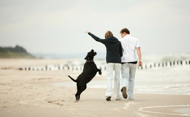 two young poeple runnig beach holding tight dog