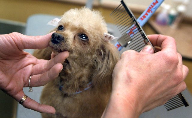 Petsmart Stores Show High Earnings