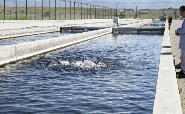 Trout Fish Farming | Bizfluent