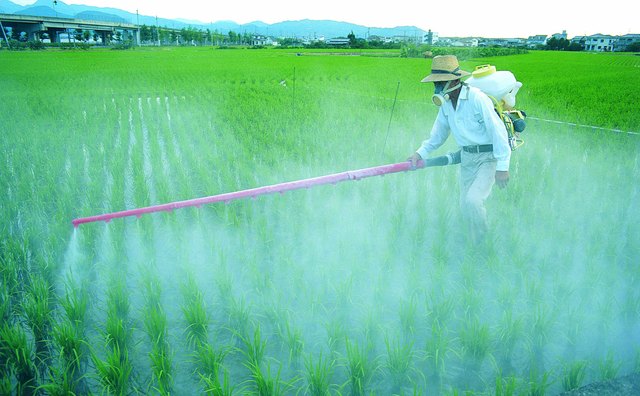 Spraying chemicals on rice crop,Japan