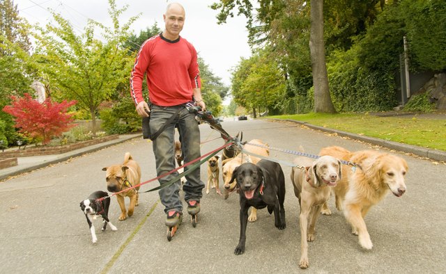 Man on rollerblades walking dogs