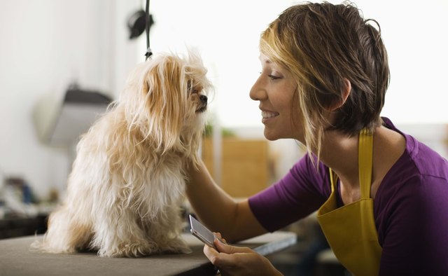 average-salary-of-a-pet-groomer-bizfluent