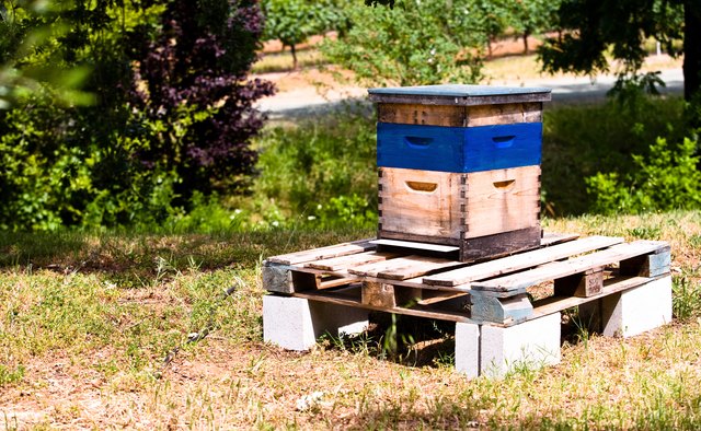 Hive with blue stripe