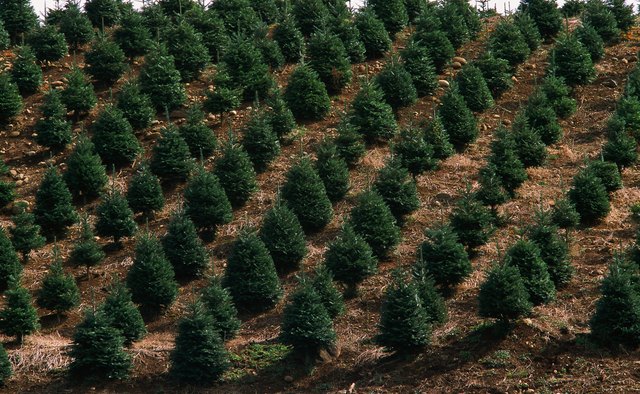 Fir tree farm