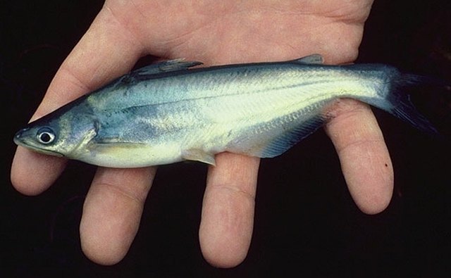 The Pond Is Stocked With Fingerlings In April Or October The Pond Is Stocked With Fingerlings In April Or October