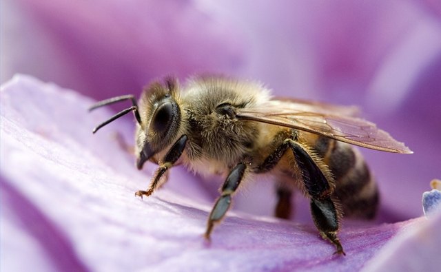 Know your bee-havior!
