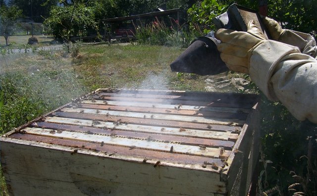 Using a smoker on a hive