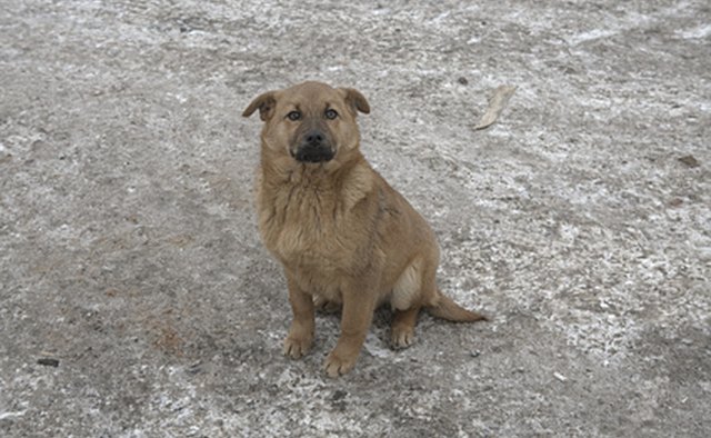 Try to meet the needs of your area with your shelter organization.