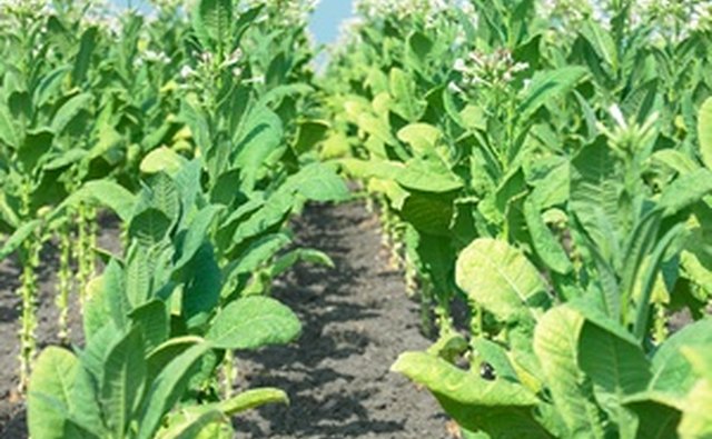 American Tobacco emerged as a giant in the first wave of consolidation.