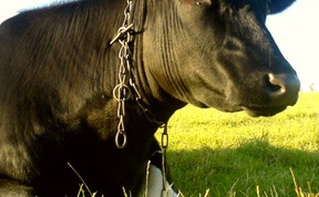 Cow with a neck chain