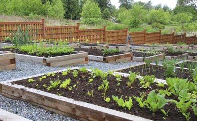 Raised vegetable beds in a community garden.