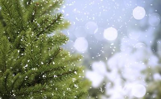 Christmas tree with snow