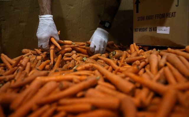 Volunteers sort carrots at a food bank.