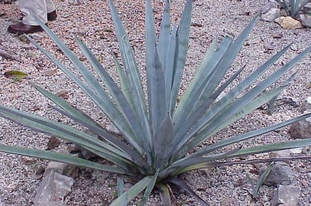 Agave To Sugar Conversion Chart