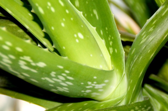 aloe in gel