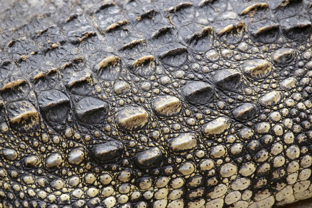 The Difference Between Alligator And Crocodile Skins Leaftv