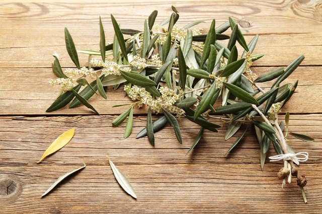 Is Olive Leaf Extract Good For The Liver