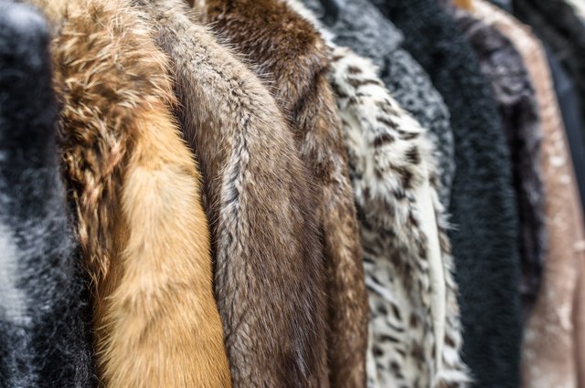Mink Coat Value >> How To Find The Value Of A Mink Coat Leaftv Mink Coat Value >> How To Find The Value Of A Mink Coat Leaftv