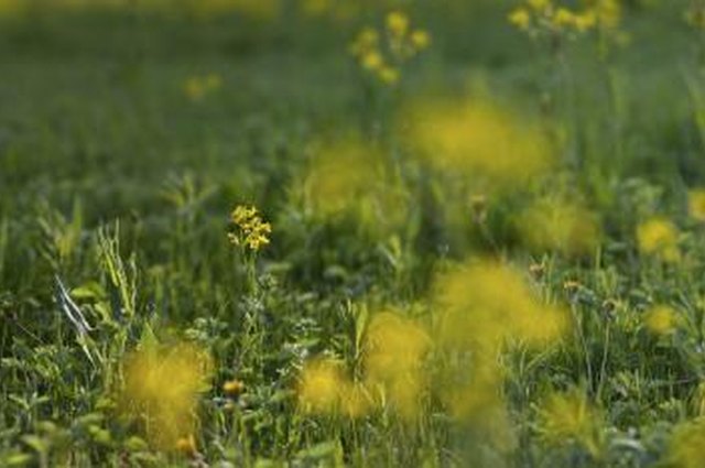What Are The Benefits Of Mustard Oil For Hair Growth Leaftv
