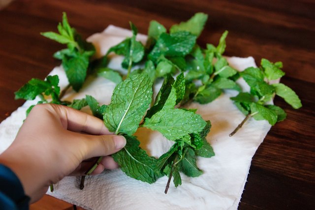 how-to-dry-mint-leaves-for-tea-leaftv